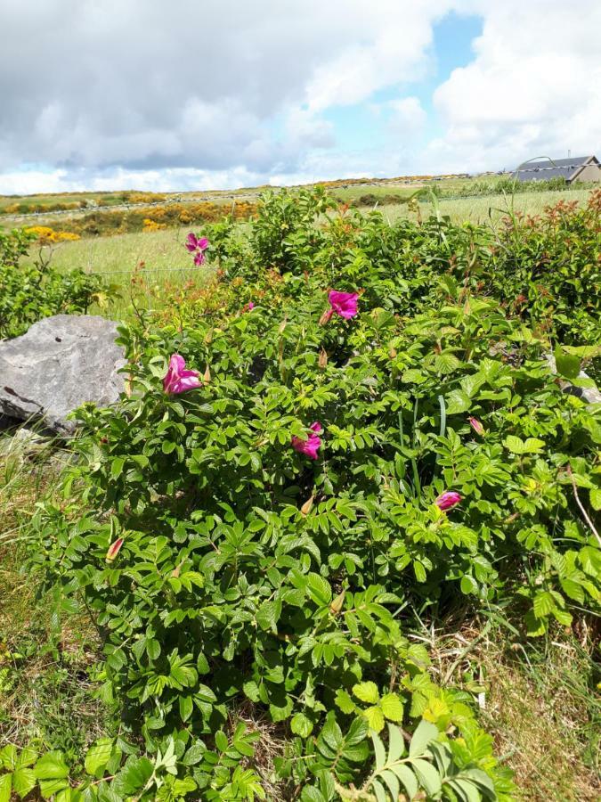 Doolin Farm Apartment Zewnętrze zdjęcie